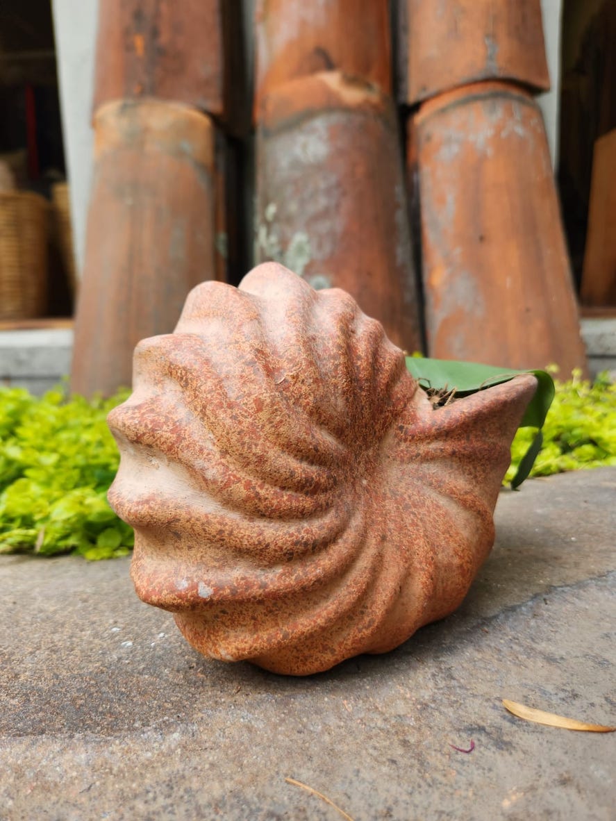 Caracol chico abierto con planta